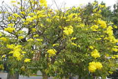 Handroanthus chrysanthus subsp. meridionalis